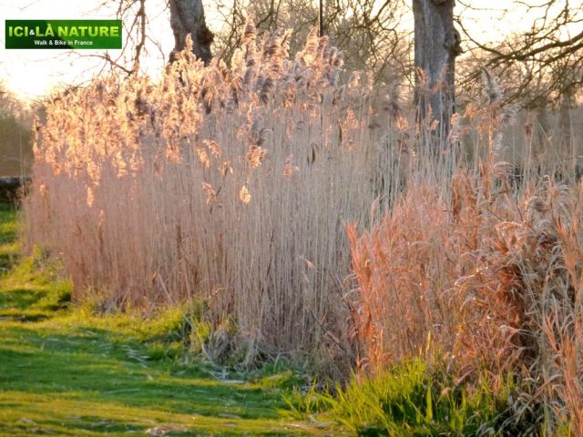 79-chateaubriand_combourg_castle