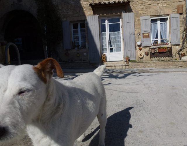 11-dog-provence-lacoste