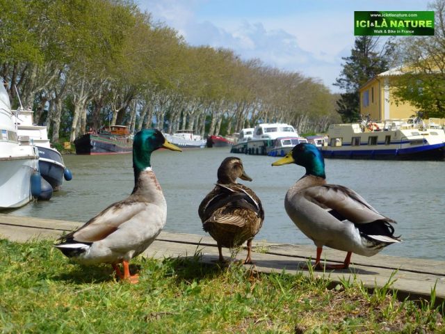 00-ducks-biking-canal-du-midi