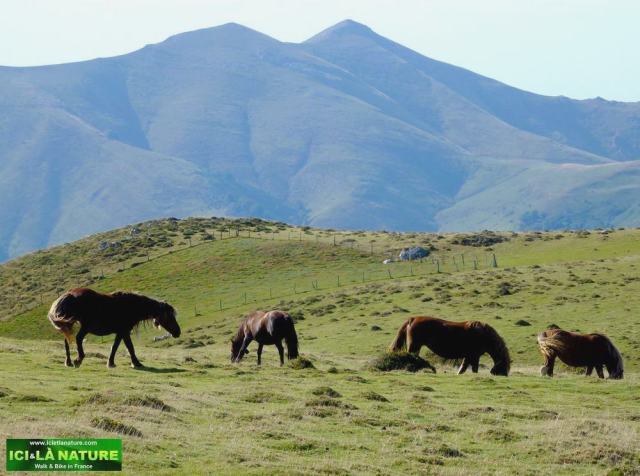 09-horses mountains france walking
