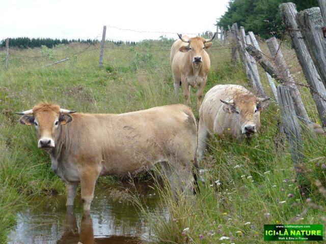 16-cows-aubrac-walking in france