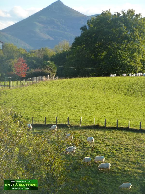 18-landscape ainhoa ici et la nature