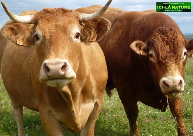 32-aubrac-cows-walking france