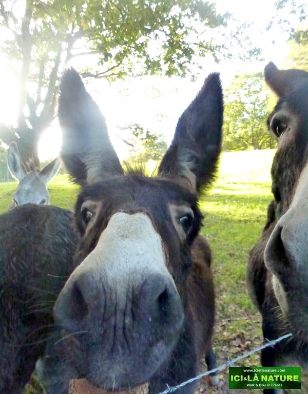 54-walk in french mountain