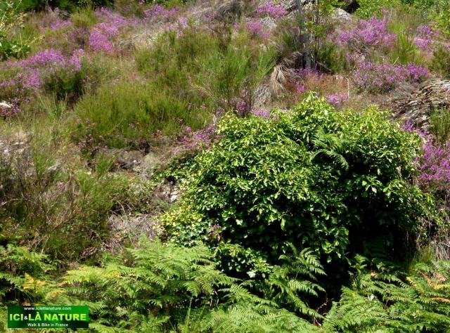 56-nature landscape camino france