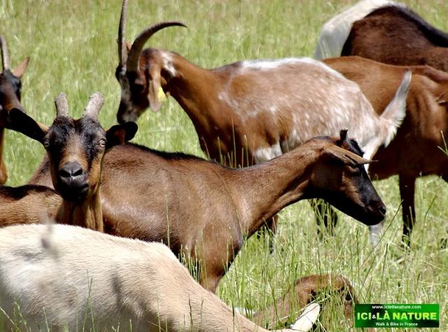 04-hiking france the way le puy route