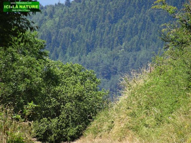 walking camino in france