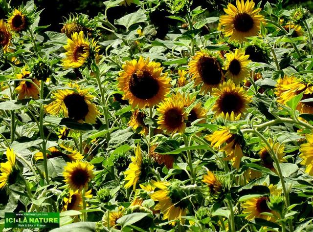 ici et la nature biking landscape bordeaux country