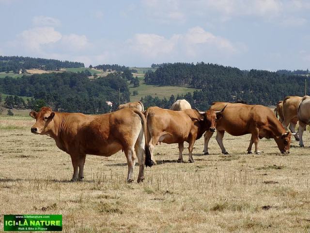 56-the way to st james in france