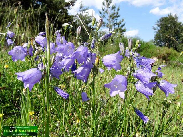 70-blue flowers GR 65 Lozere
