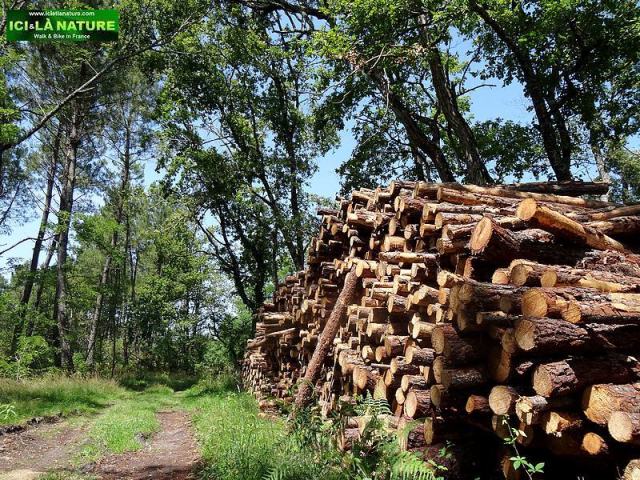bike landscape france forest