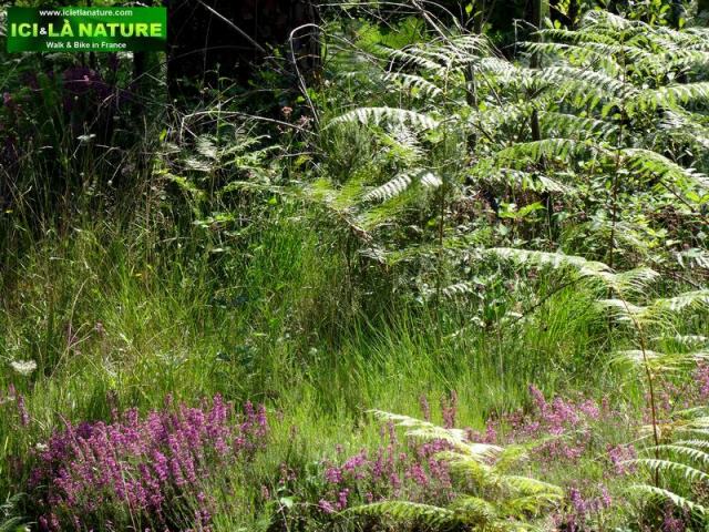 walk bike south france pine forest