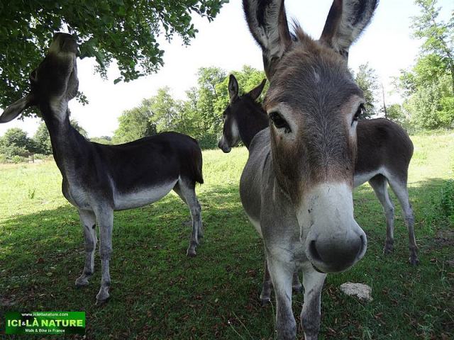 102-donkeys bordeaux