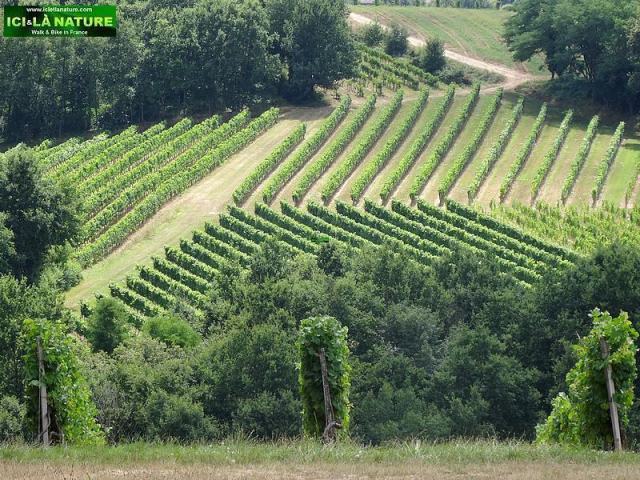 13-landscape vineyards bordeaux