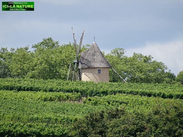 landscape south france windmill vineyard