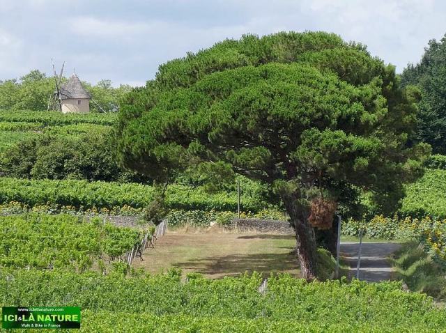 landscape france bordeaux vineyard