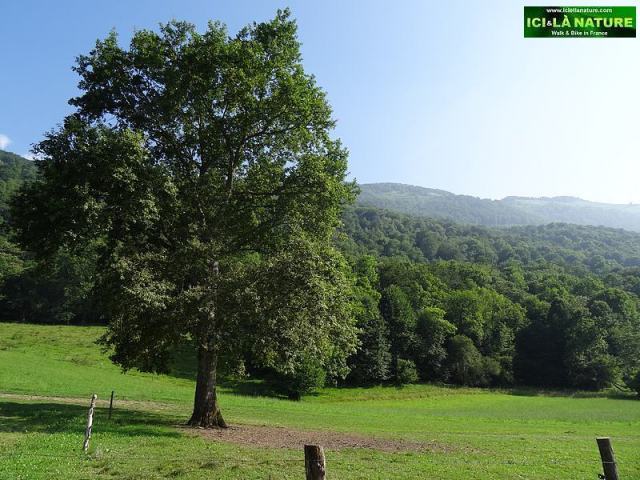 48-walking camino france pyrenees
