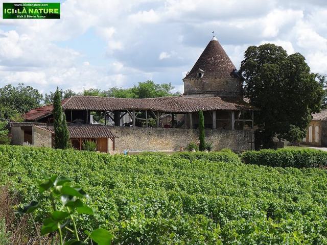 60-biking south france throught vineyards