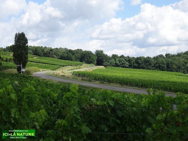 landscape vineyards france bordeaux