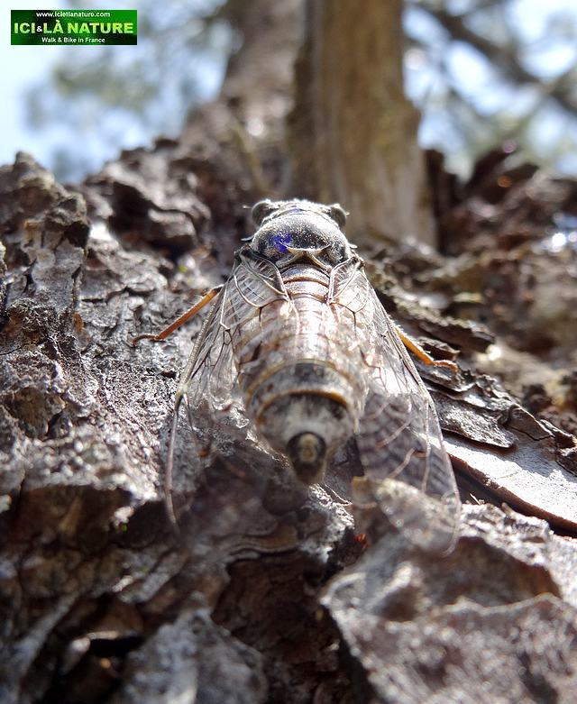 99-cigale south france