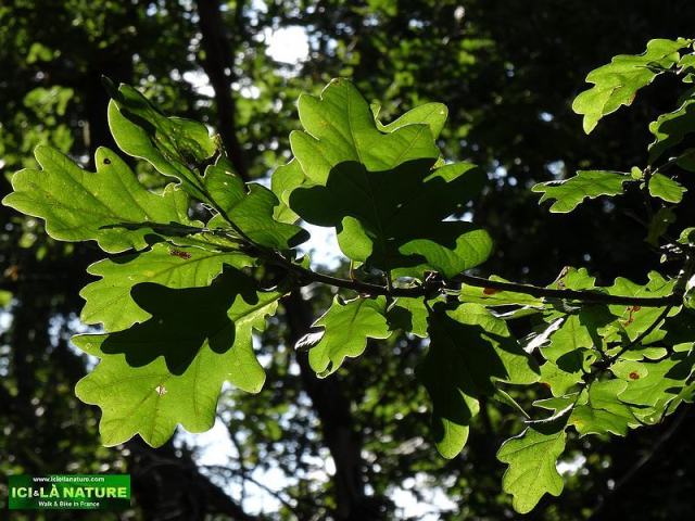 103-forest piemont way