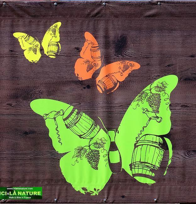 20-cycling sauternes vineyards