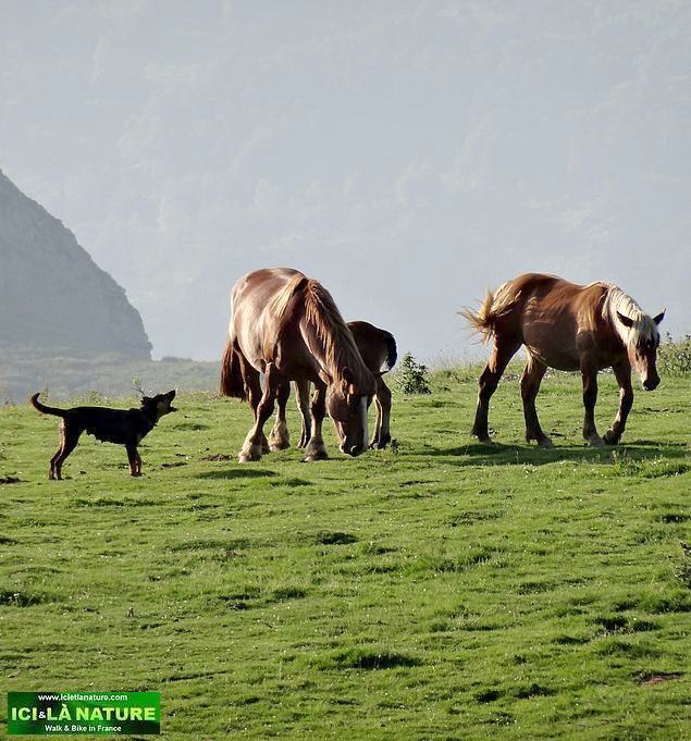 21-walking french pyrenees wild horses