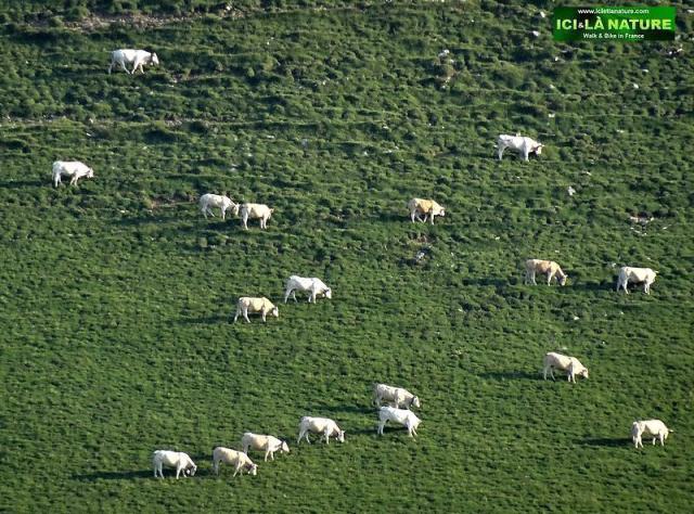 24-wild cows french pyrenees mountains hiking