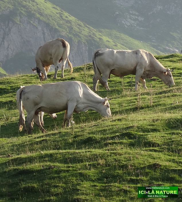 33-soulor path pyrenees