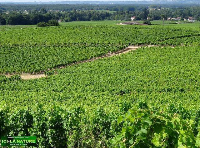 40-cycling tour vineyards bordeaux