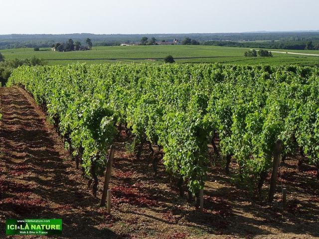 48-landscape vineyards chateau yquem