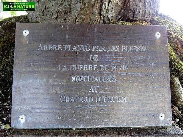 49-chateau yquem france vines