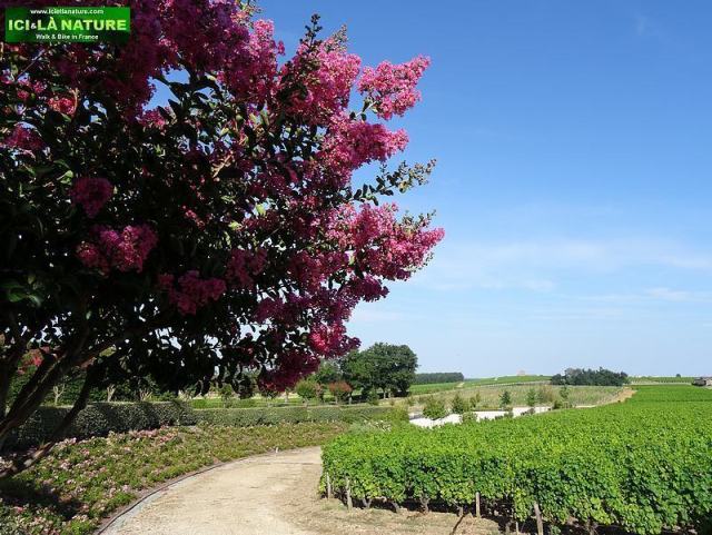 biking vineyards bordeaux