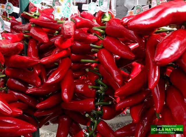 58-bicycle road france basque country