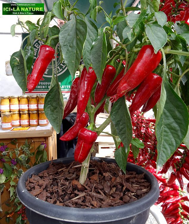 59-discover france by biking