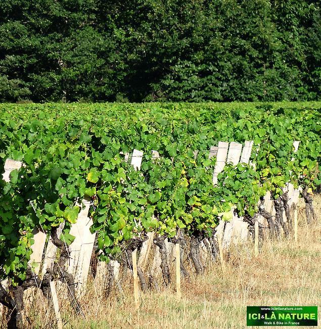 62-landscape vineyards sauternes bordeaux