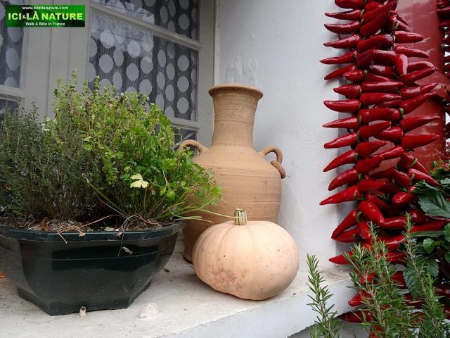 63-basque chili pepper window