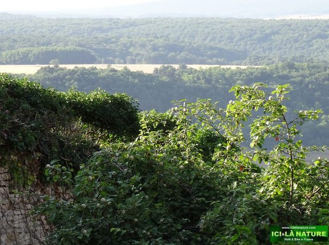 63-landscape vezelay countryside