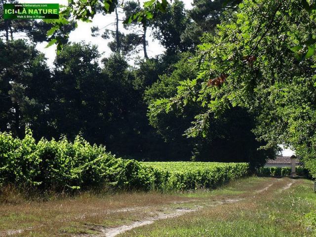 64-cycling tour bordeaux sauternes