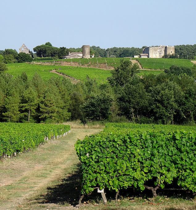 67-landscape bordeaux sauternes vineyards