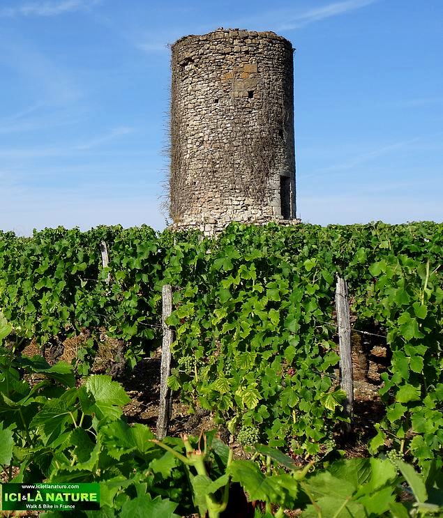 89-biking in france bordeaux vineyards