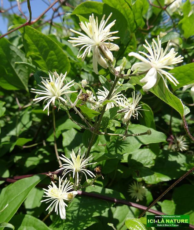 92-pilgrimage camino santiago in france