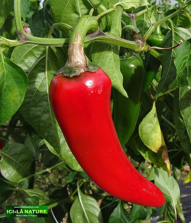 95-espelette red chili pepper