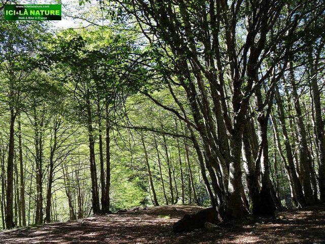 09-mountains france forest