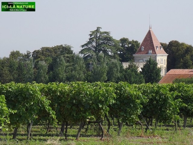 08-biking cognac vineyards france