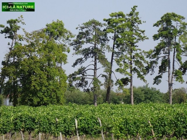 10-biking holidays cognac vineyards