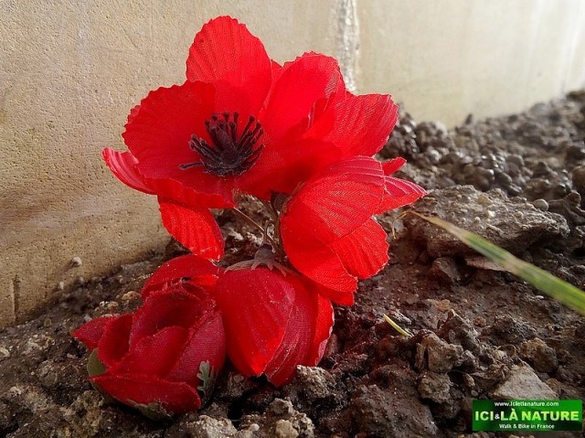 12-australia rembrance poppy france