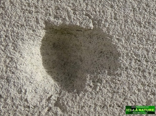 50-australia first world war centenary in france