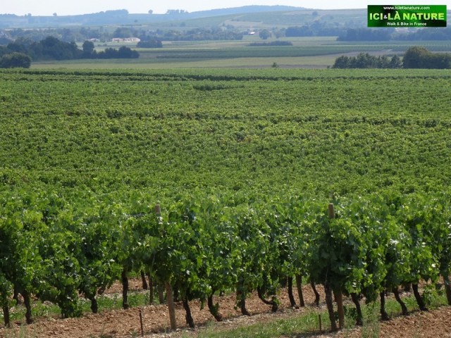 61-biking tour cognac vineyards