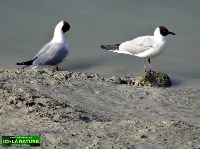 25-hiking holidays france sea birds